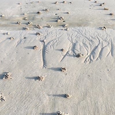 Vers de sable