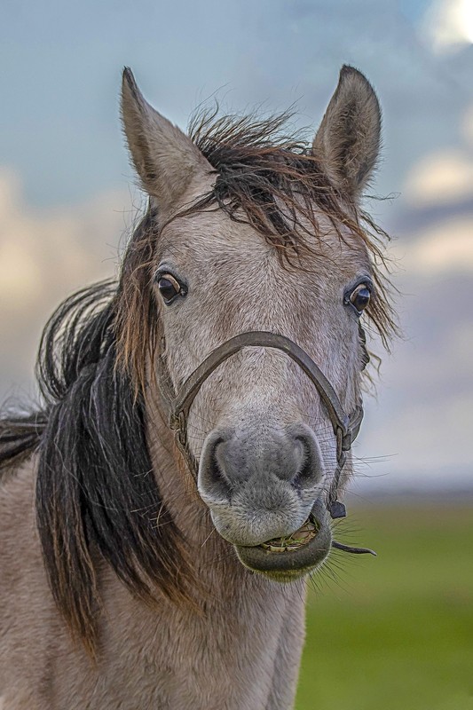 Cheval