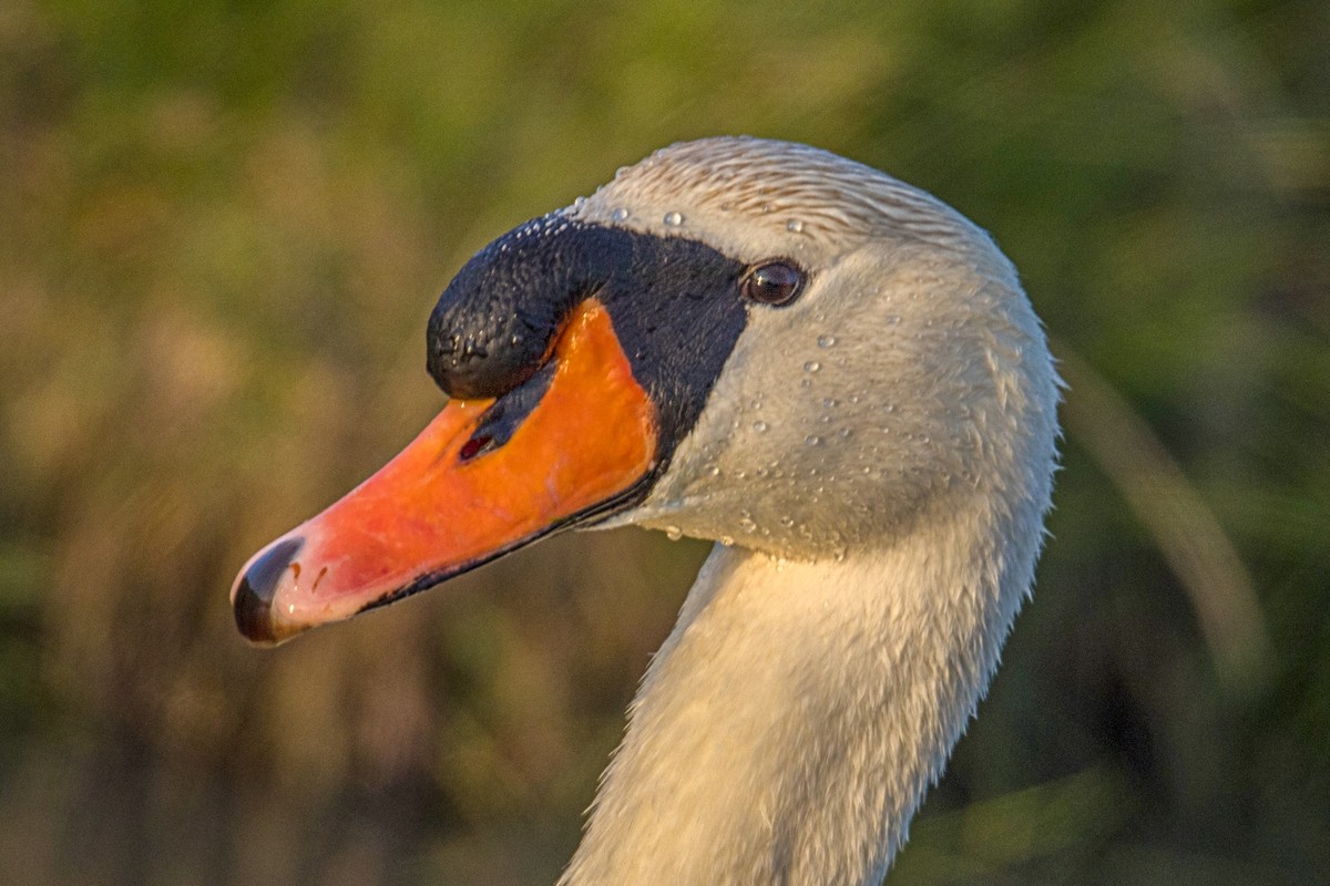 Cygne