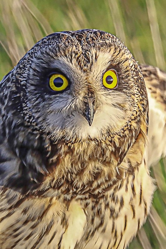 Hibou