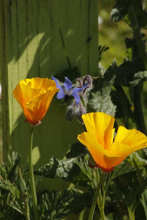 Dans un jardin de St Hilaire
