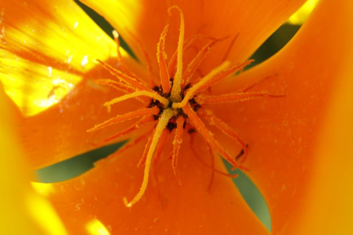 Dans un jardin de St Hilaire