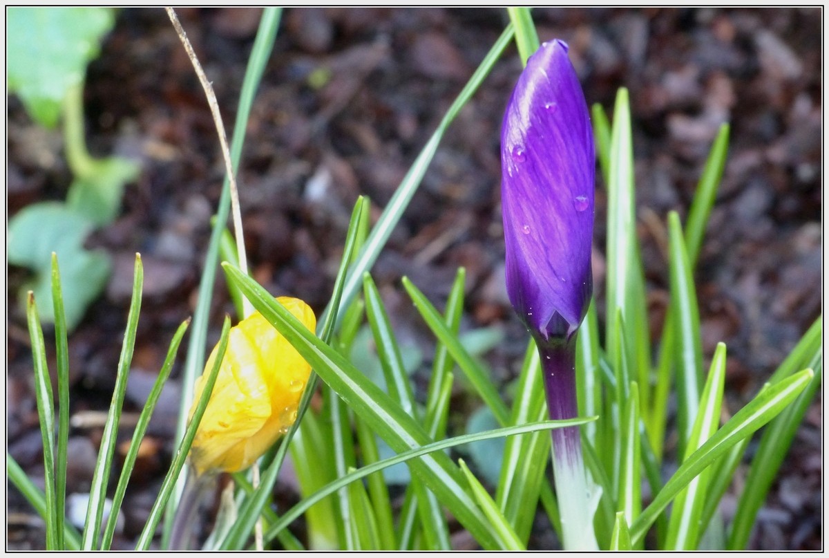 Crocus