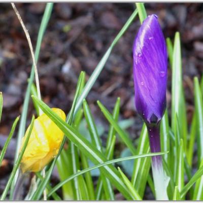 Crocus