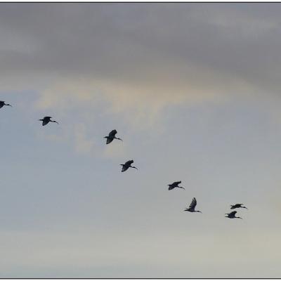 Ibis sacrés vers le dortoir