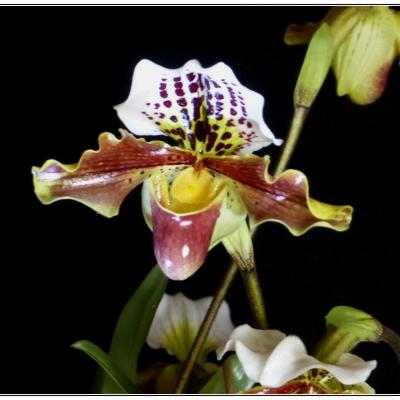 Catherine - orchidée
