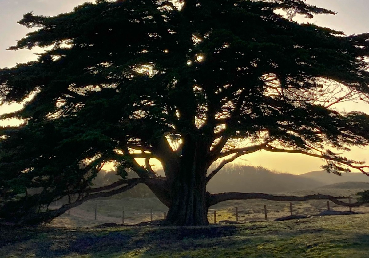 Silhouette