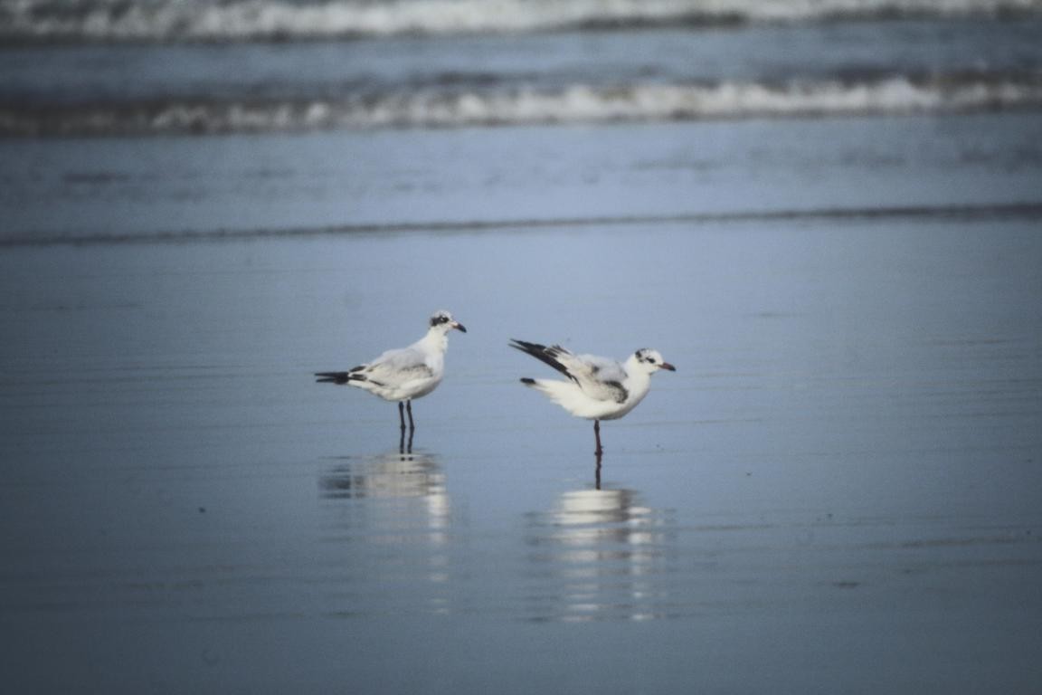 As tu vu mes belles ailes ?