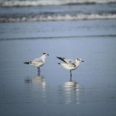 As tu vu mes belles ailes ?