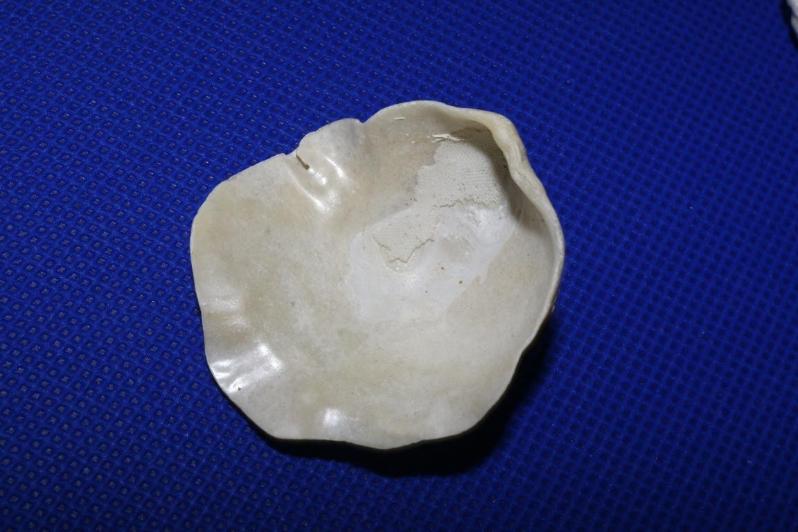 Coquillage