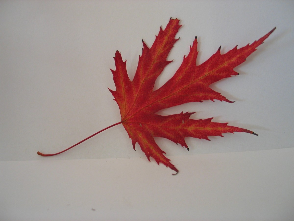 Dur de la feuille