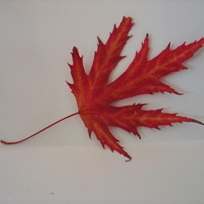 Dur de la feuille