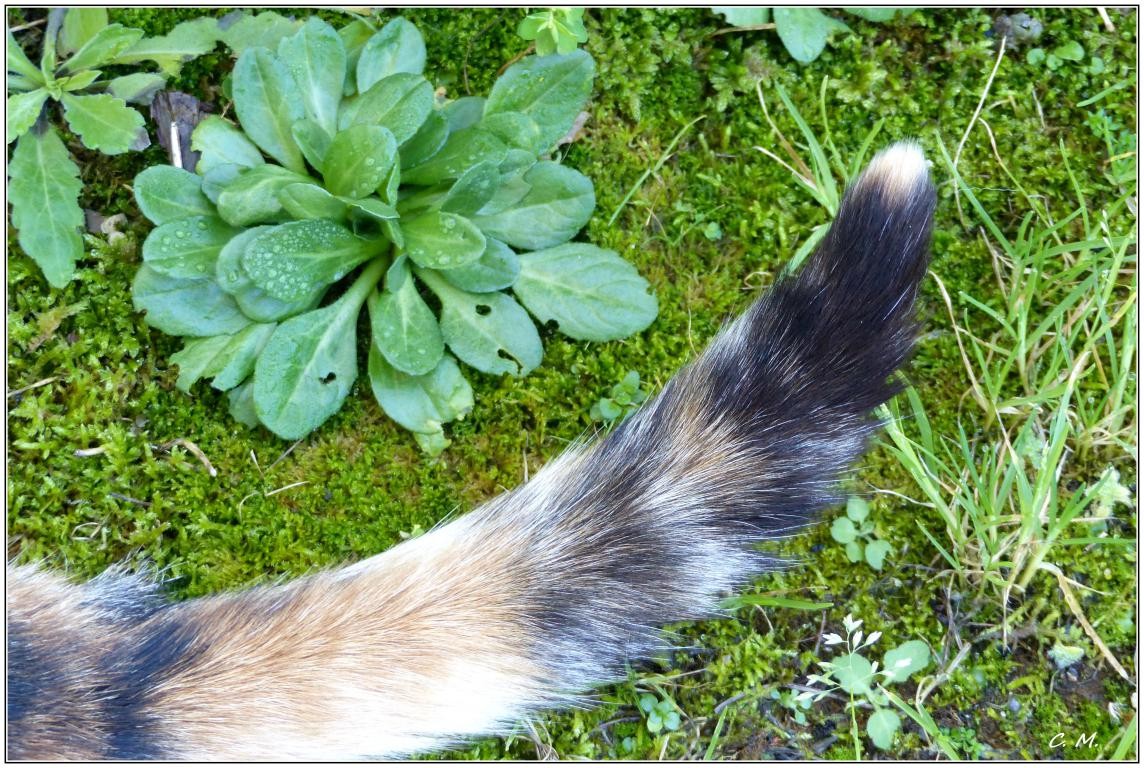 Détail de chat