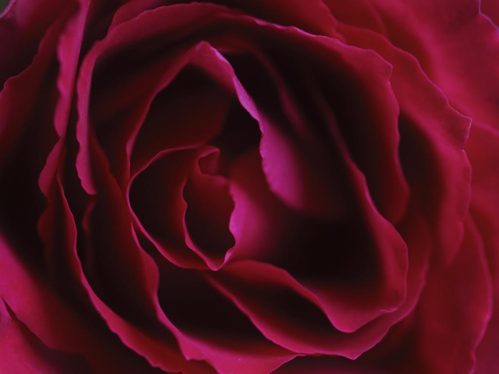Coeur de rose