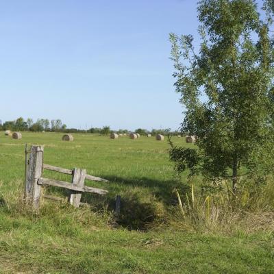 Marais