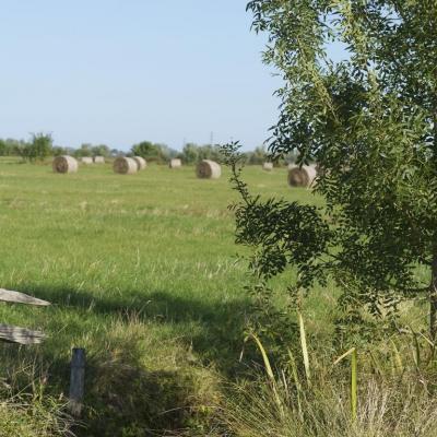 Marais