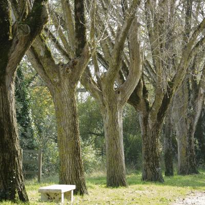 Rangée d'arbres