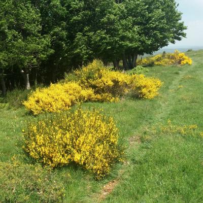 Aubrac