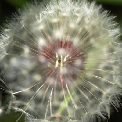 Regard perçant