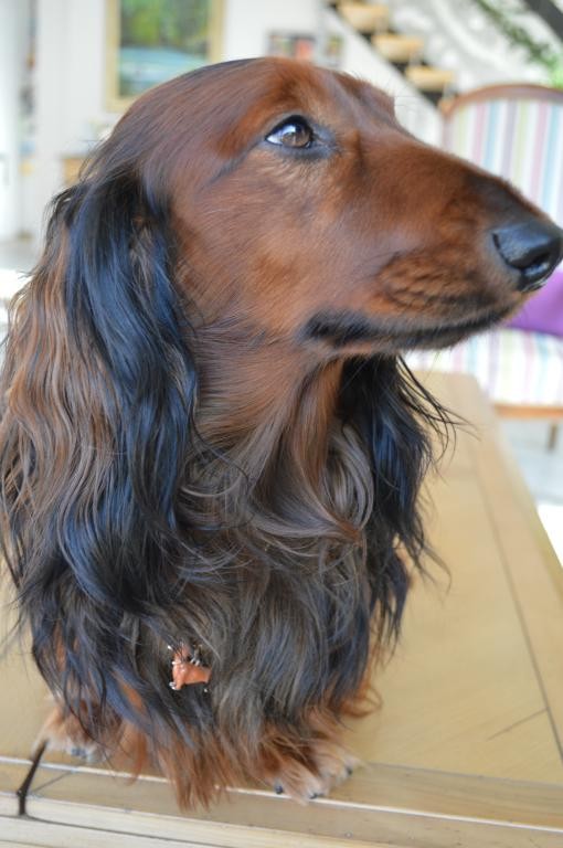 Bijou chien
