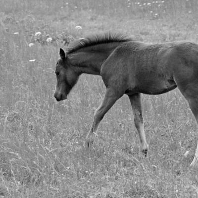 Jeune cheval