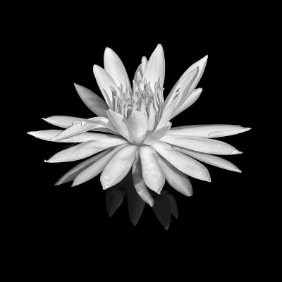 Nénuphar
