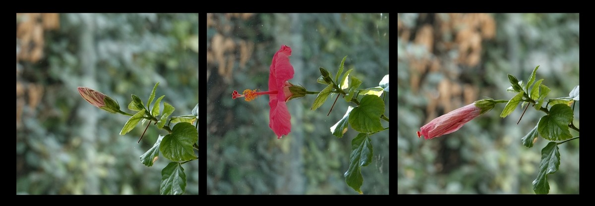 Fleur