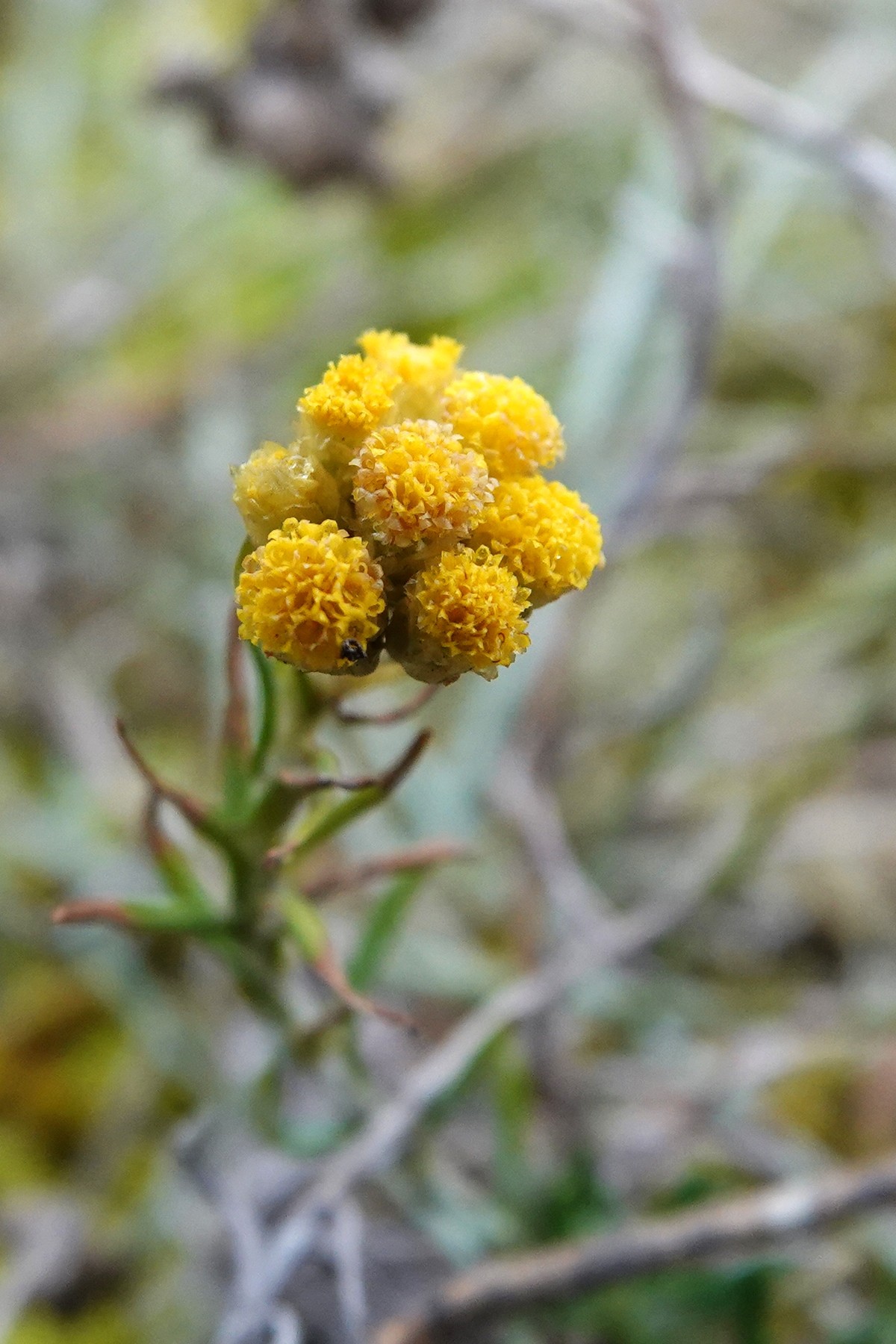 Immortelle