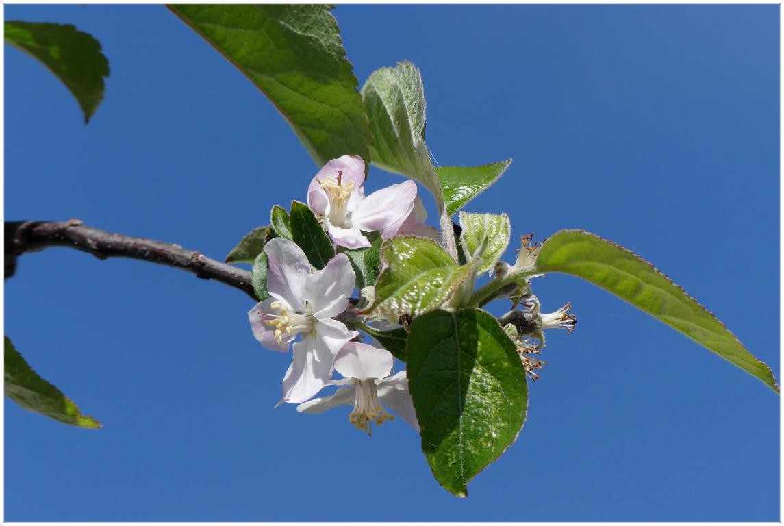 Fleurs de pommier