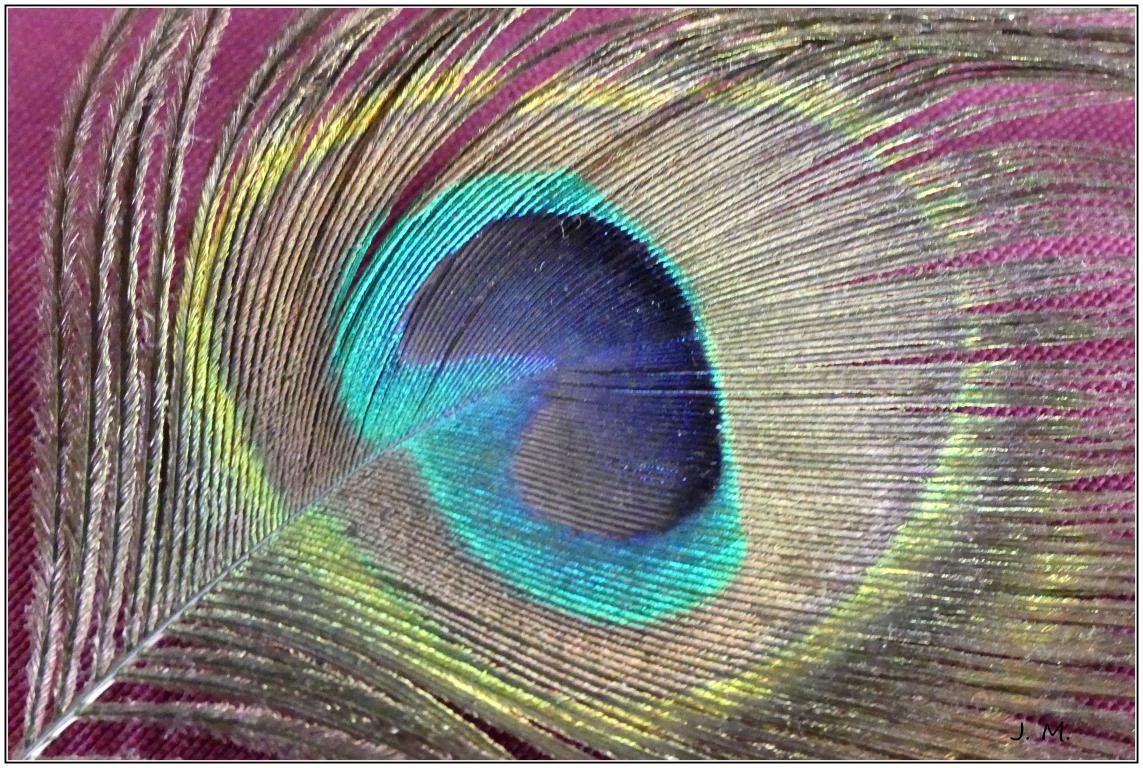 Plume en détail