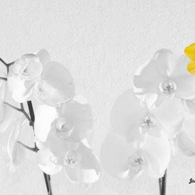 Narcisse
