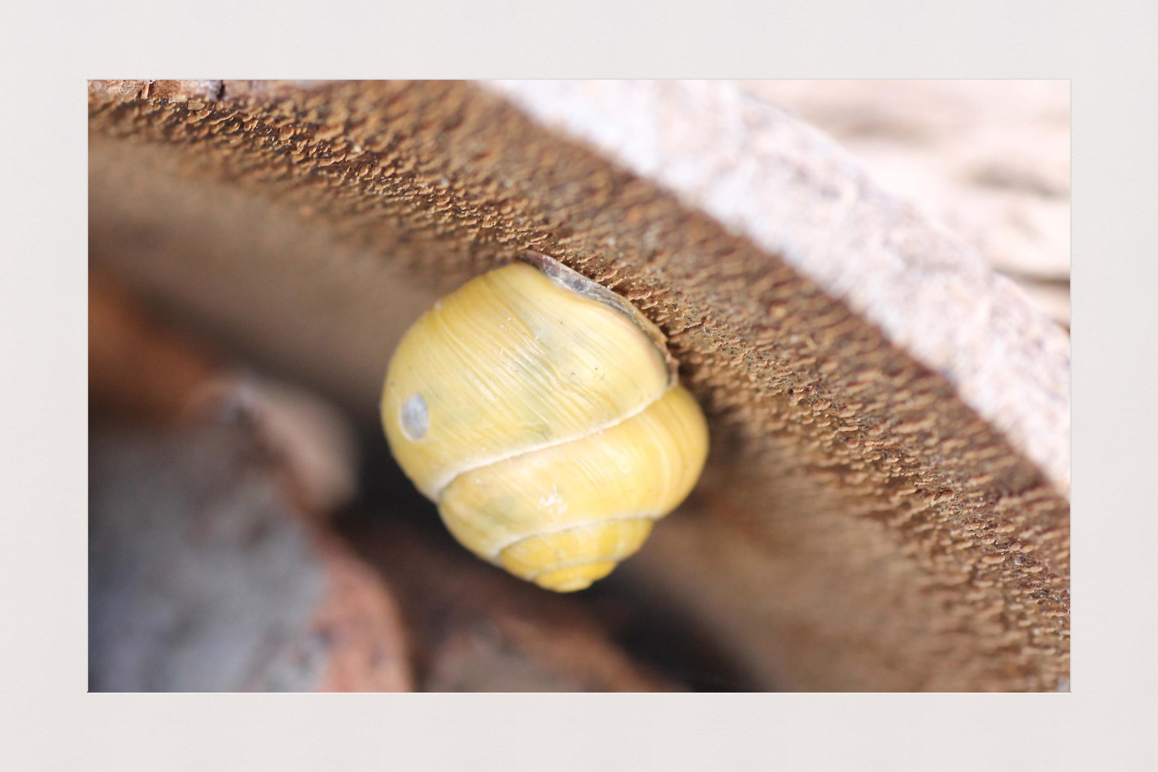 Escargot