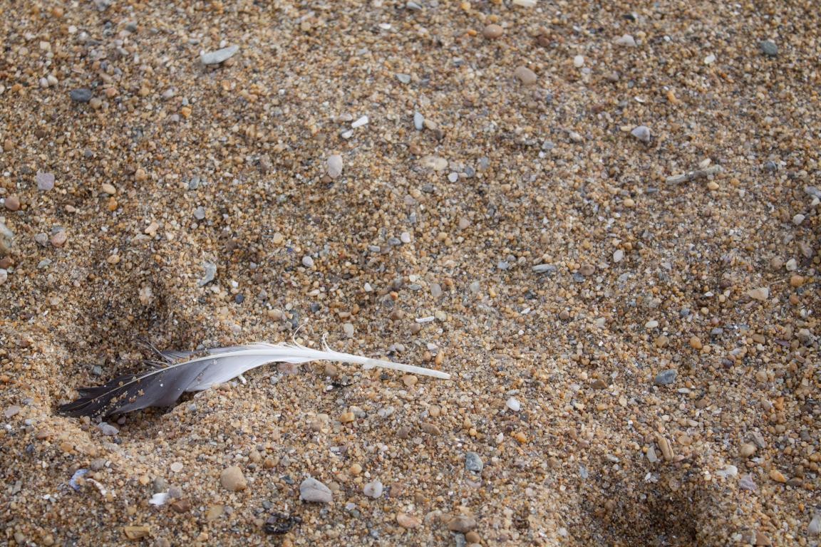 Plume
