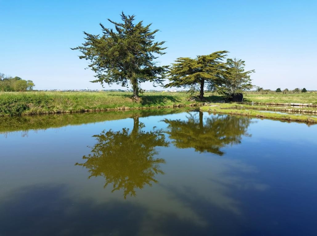 Reflet dans les marais