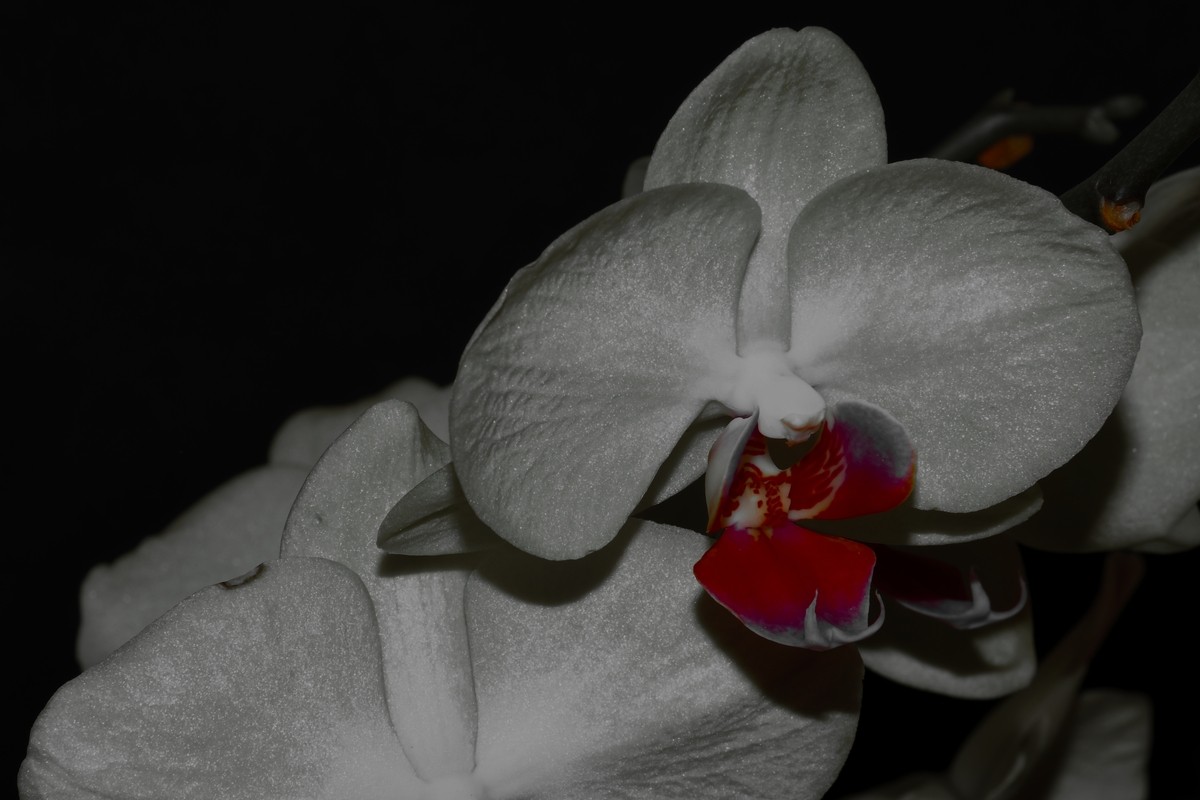 Orchidée