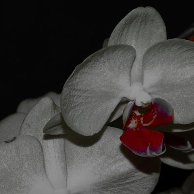Marie-Christine - orchidée