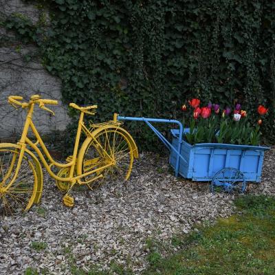 Premières tulipes