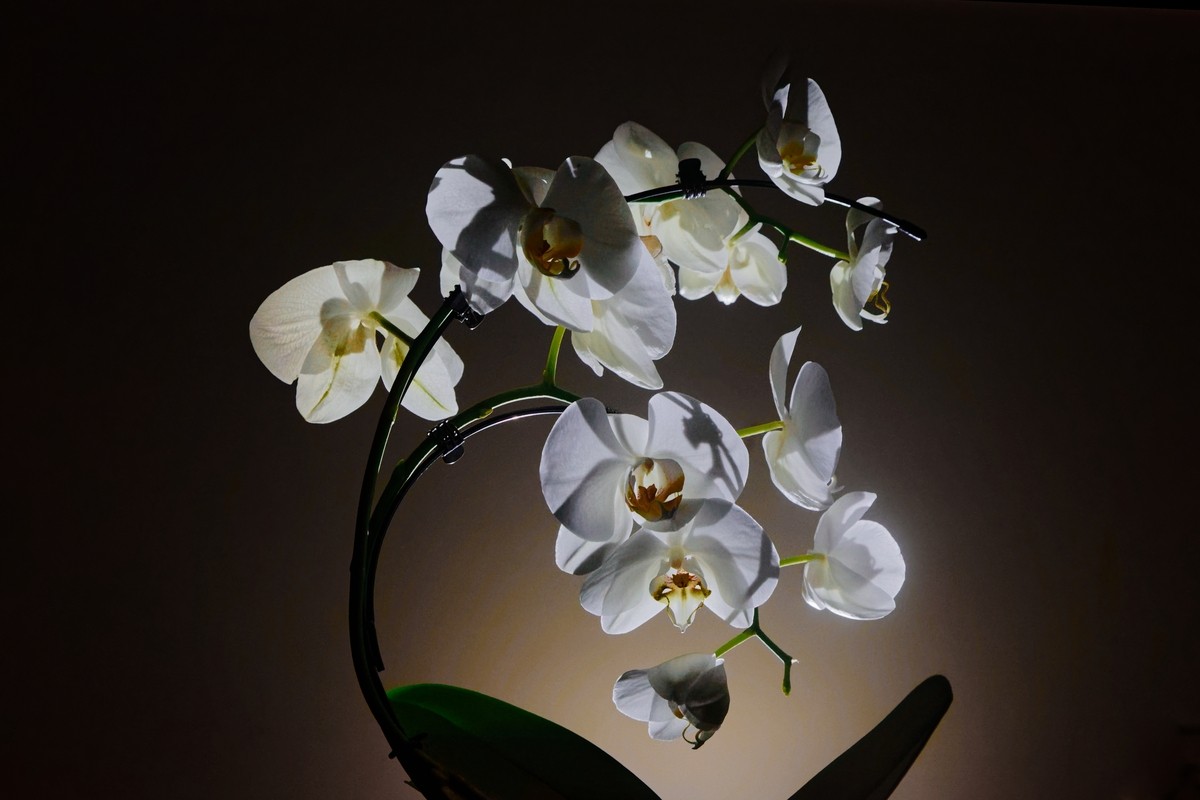 Orchidée