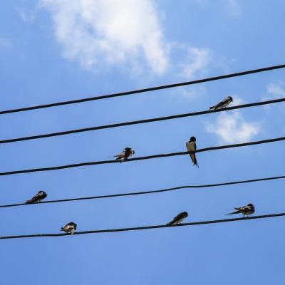 Musique oiseaux