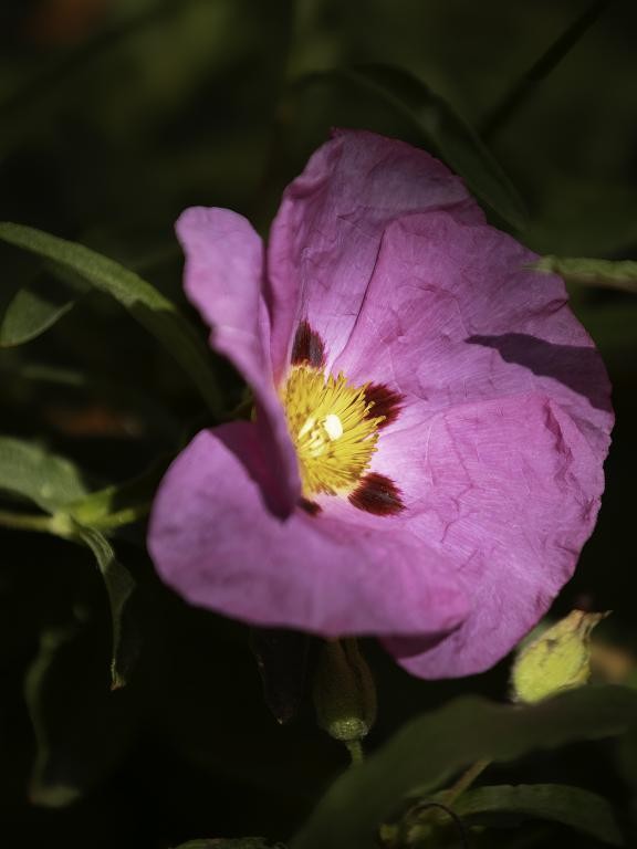 Fleurs club