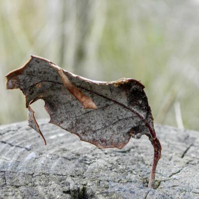 Feuille