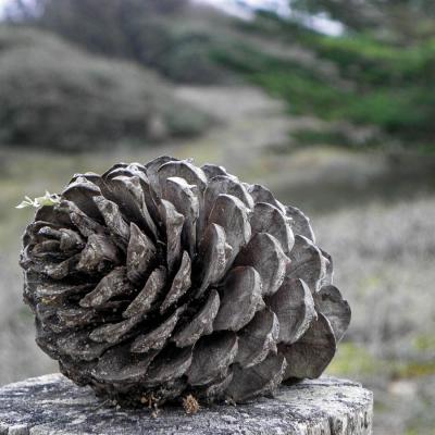 Pomme de pin
