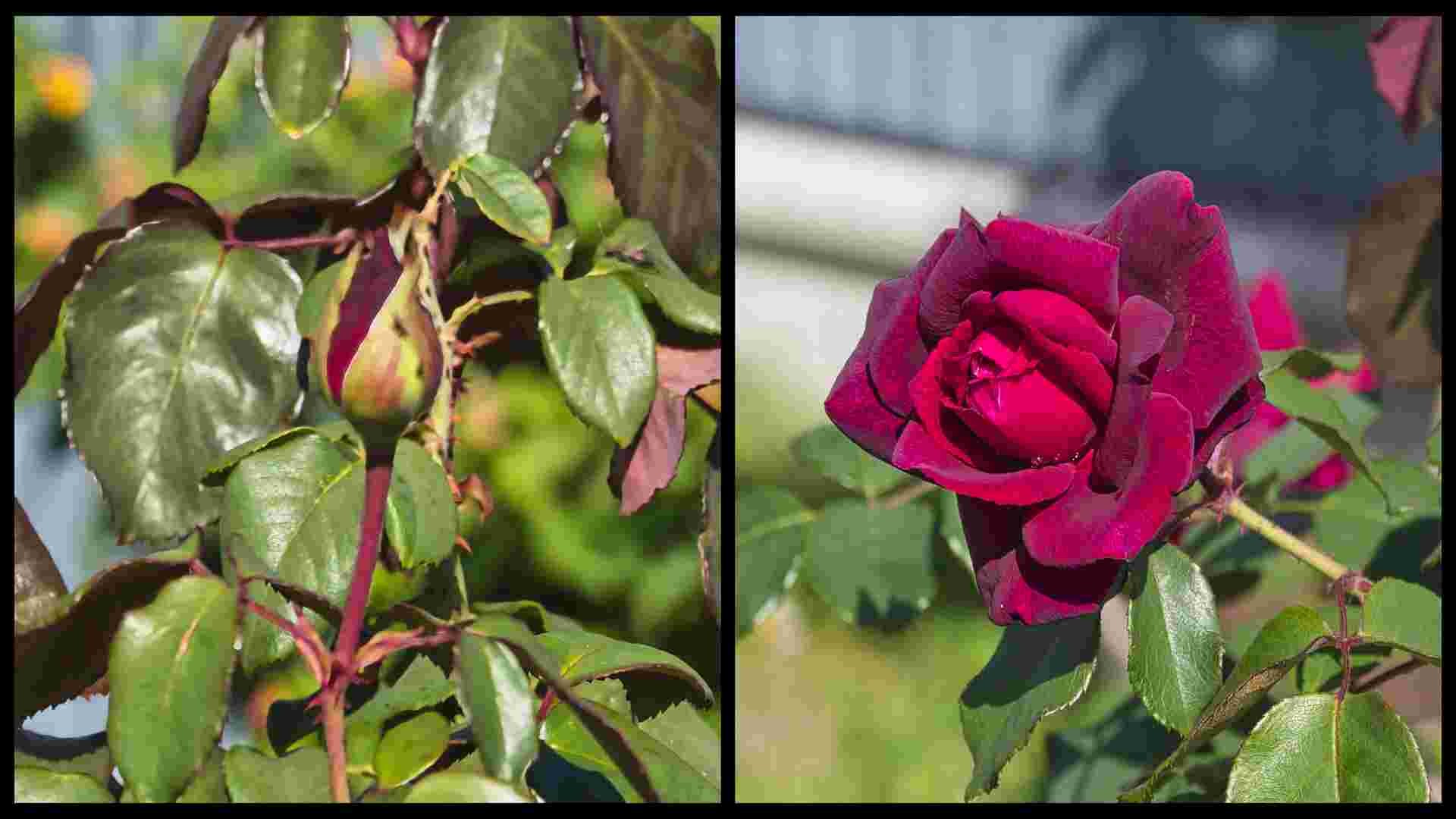 Roses