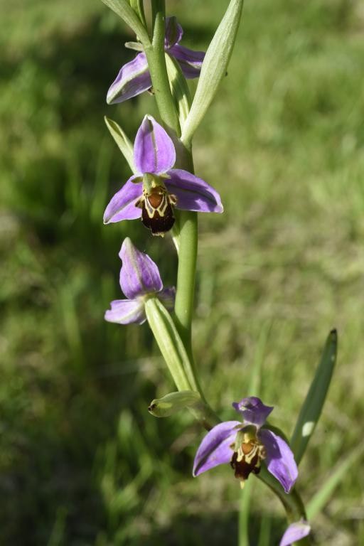 Orchidée